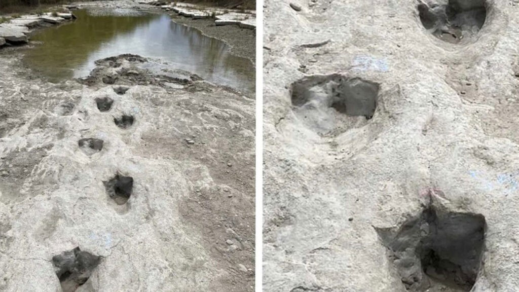 Huellas de dinosaurios de 113 millones de años quedan al descubierto por sequía en Texas - SFMACORIS Huellas de dinosaurios de 113 millones de años quedan al descubierto por sequía en Texas - SFMACORIS
